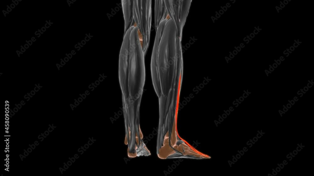 Extensor digitorum longus Muscle Anatomy For Medical Concept 3D