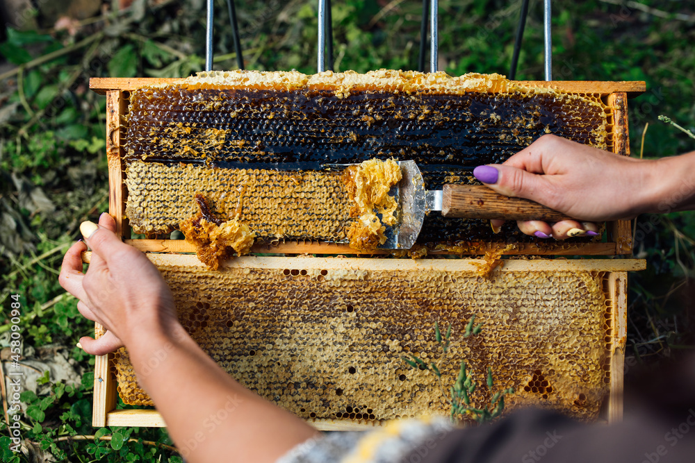 Beekeeper removes the wax lids from honeycombs frames. Production of fresh honey. Beekeeper removes the wax lids from honeycombs frames. Production of fresh honey.