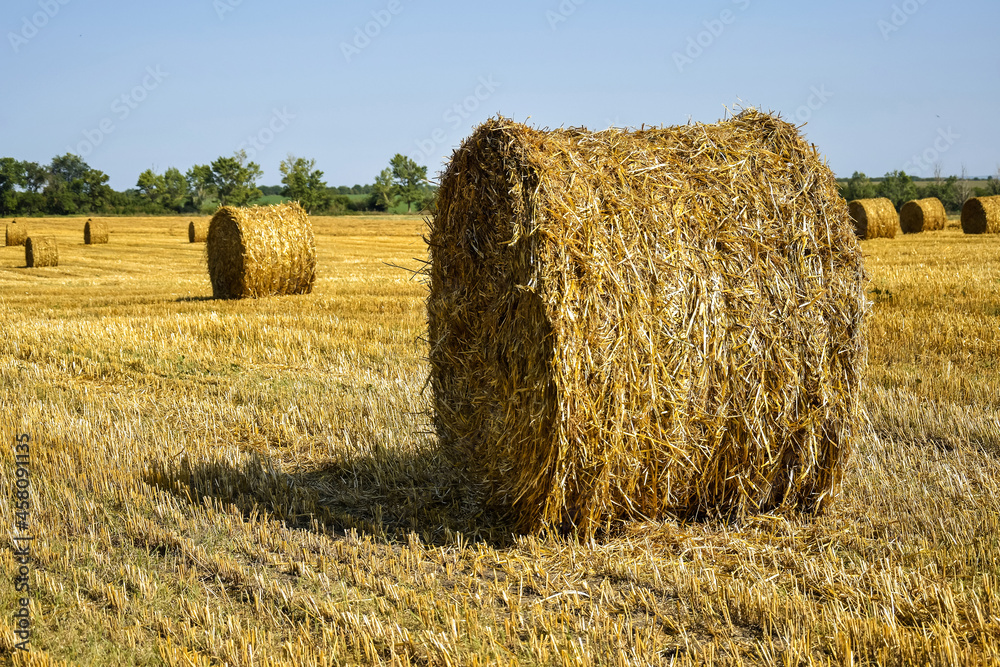 Harvested field with large round bales of straw in summer. Farmland with blue sky. Copy space. Close-up. Selective focus.