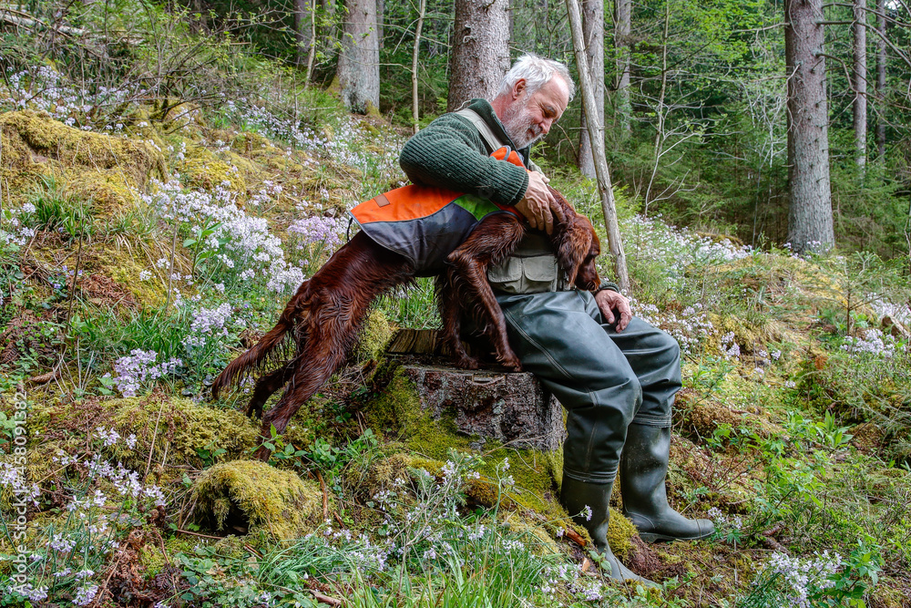 A Hunter sits with his Irish Setter Pointer on a tree stump on a mountain slope, surrounded by flowering Lunaria rediviva.