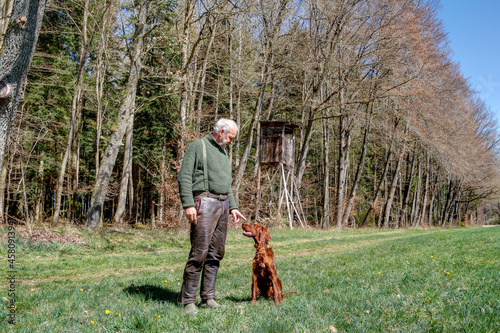 On a beautiful spring afternoon  a hunter trains his Irish Setter Pointer on the large meadow in front of his Hunting Pulpit...