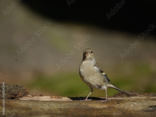 female chaffinch (Fringilla coelebs) © sundodger