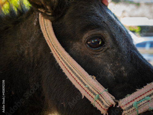 black pony, pet, zoo, animal in an aviary