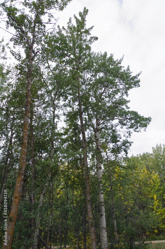 Tall Trees in the Wilderness Tall Trees in the Wilderness