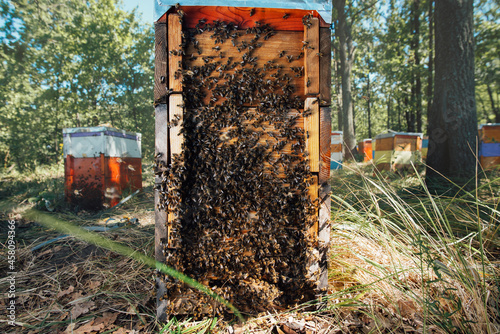 Swarm of bees in beehive. Beekeeping in a forest apiary.