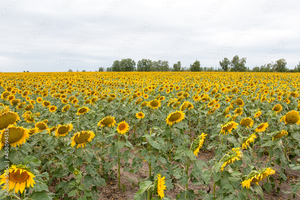 sunflowers in the field are ripe