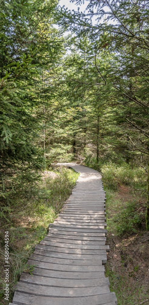 Fototapeta premium wooden path bending in forest near Oppenau, Black Forest, Germany