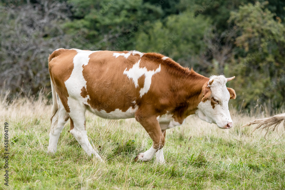 young cow on green grass near Oppenau, Black Forest, Germany