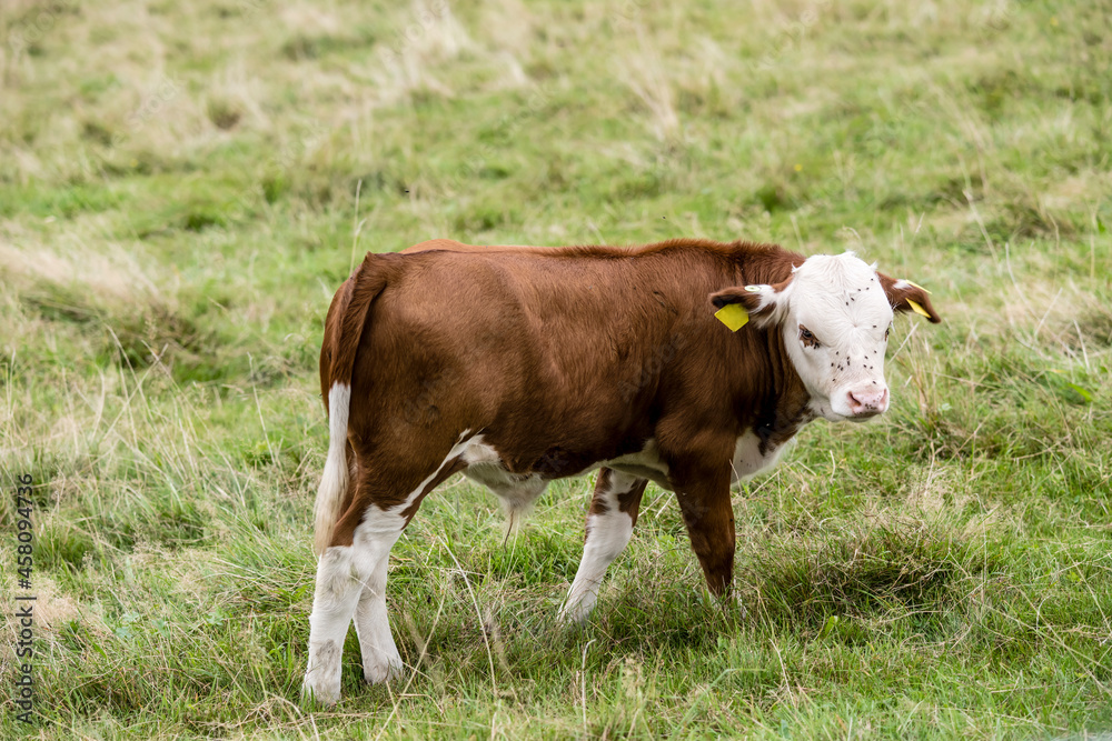 calf on green grass near Oppenau, Black Forest, Germany calf on green grass near Oppenau, Black Forest, Germany