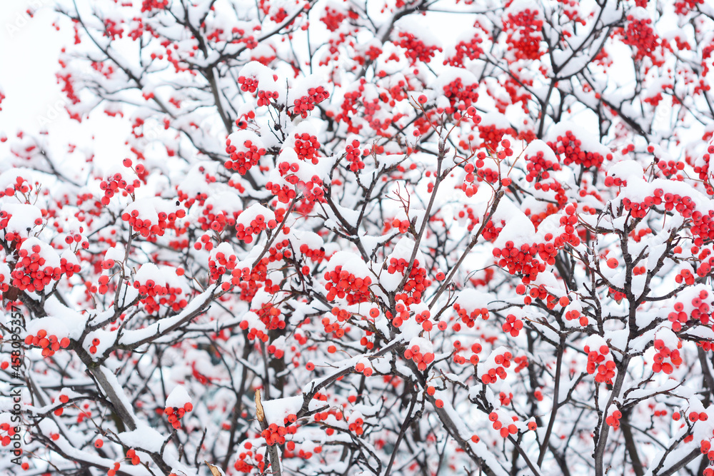 Sorbus, ashberry tree, or rowan tree with numerous red berries covered with snow in winter. Snowy rowan tree with red berries background.