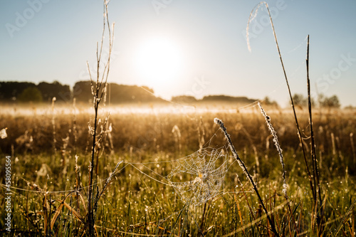 A web with sparkling dew between the grasses in the meadow. The meadow is covered with fog and illuminated by sunlight.