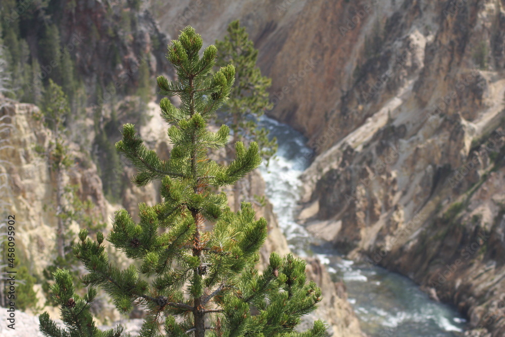 pine and canyon
Yellowstone National Park