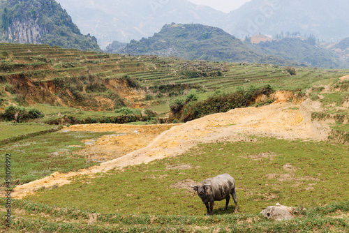 buffalo on the rice field. Vietnamese village, domestic animals on rice puddle terrace