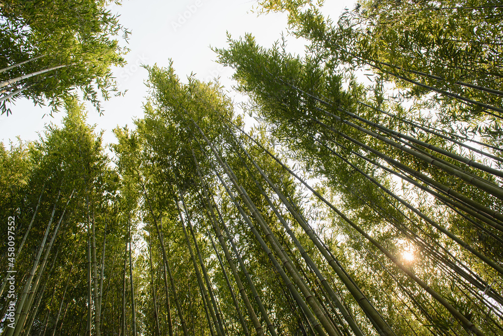 Obraz premium Sapa, Vietnam - April 14, 2016: Vietnamese bamboo woods. High trees in the forest. Person watching after plantation