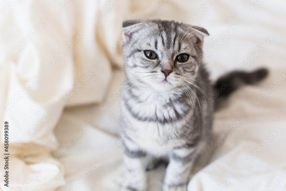 Gray kitten Scottish fold on the bed
