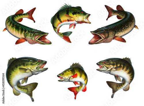 Big set of freshwater fishes of North America USA illustration isolate realism.