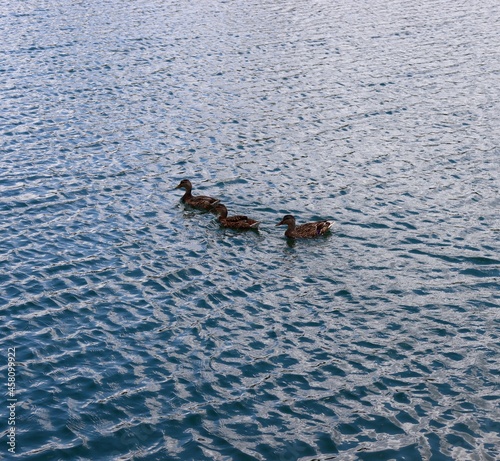 The ducks swimming in the lake.
