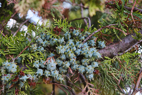 Oriental arbor-vitae immmature seed cones photo