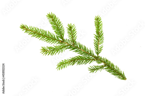 Fir branch isolated on white backdrop