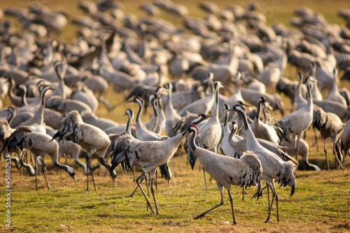 Common crane birds in Pulken photo