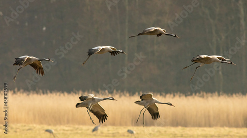 Common crane birds landing in Pulken © Björn