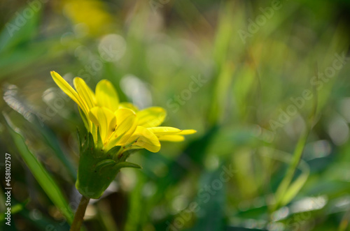 Yellow flower | 01