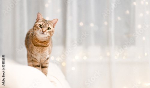A cat in a home Christmas atmosphere on the sofa looks carefully.