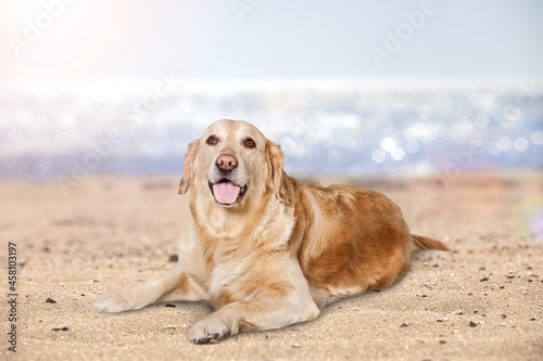 Cute young dog sitting on the sand beach