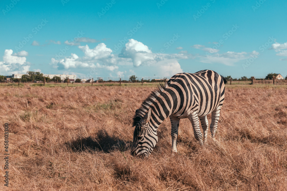 Fototapeta premium Cute zebra walking along the prairie and eating grass on a sunny day. Wild horse in the reserve in the National Park