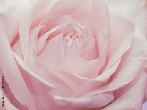 Rosen Blüte