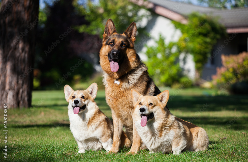 Welsh corgi cardigan and german shepherd
Welsh corgi cardigan and german shepherd