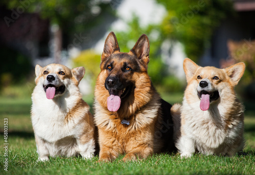  Welsh corgi cardigan and german shepherd