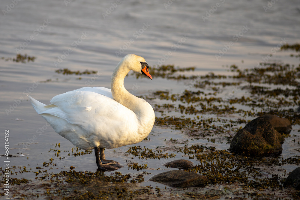 Mute swan resting on the beach.