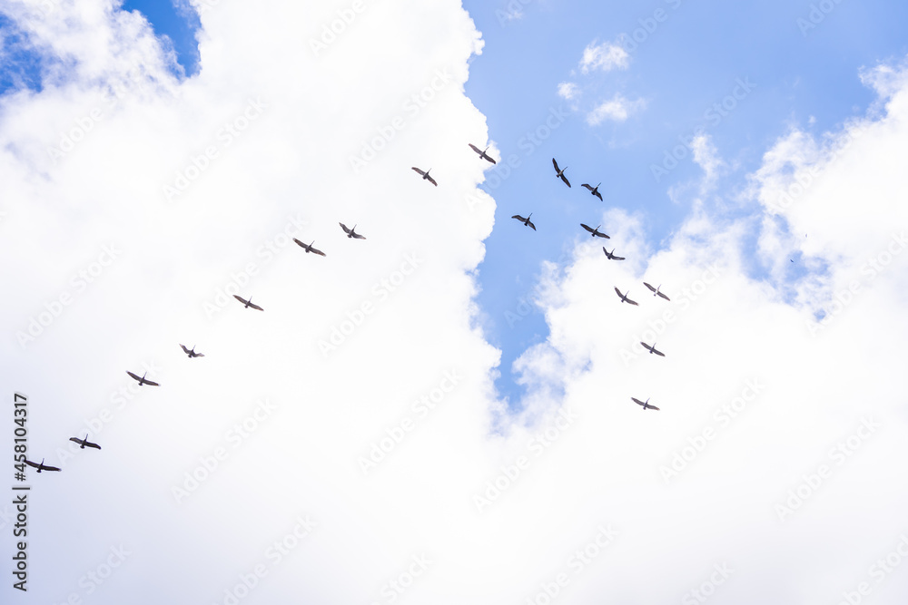 Fototapeta premium Group of birds in the sky