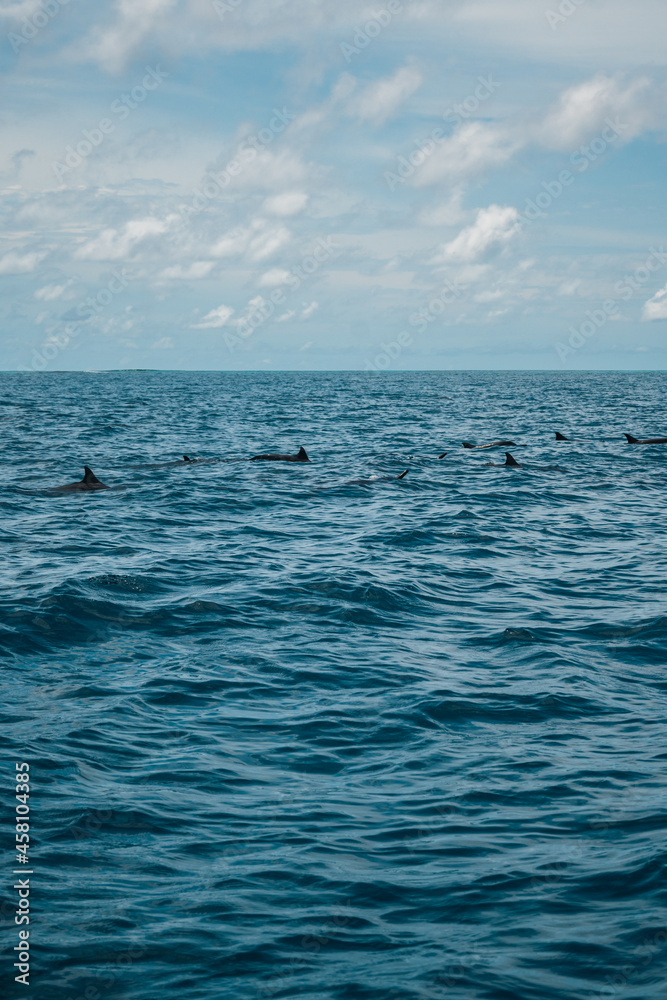 Natural background. The open blue Indian Ocean and a flock of dolphins jumping out of the water.