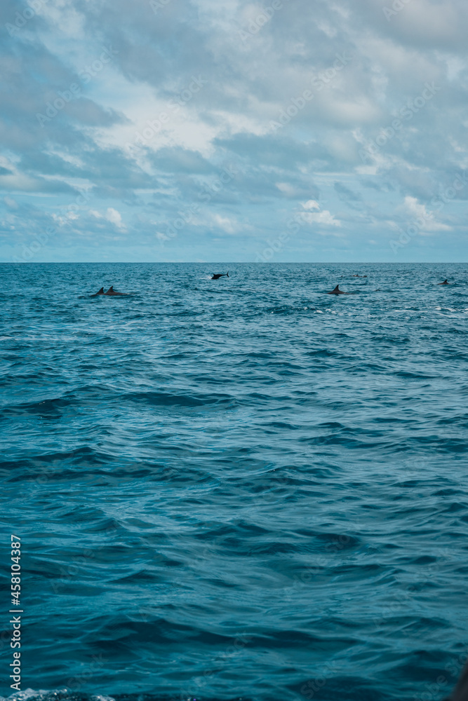 Natural background. The open blue Indian Ocean and a flock of dolphins jumping out of the water.