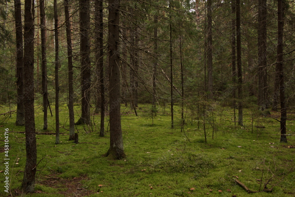 Obraz premium Nature