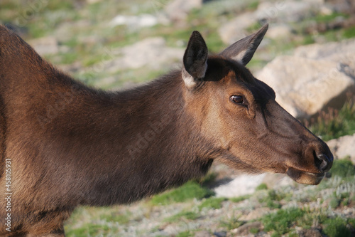 Closeup of a female roosevelt elk in the nature photo