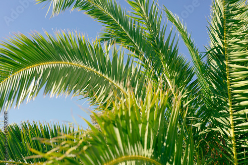 Tropical palm leaves, blurr...