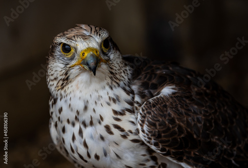 Closeup shot of a saker falcon head photo