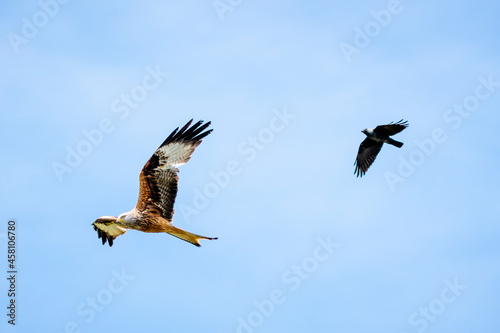 Red kite bird and a crow in the air! © Björn