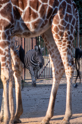 Fototapeta zebra pod Zyrafą