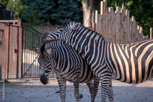 zebry się lubią photo