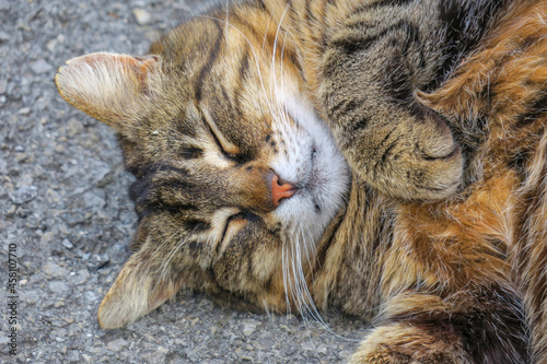 Pussy European breed back on the asphalt photo