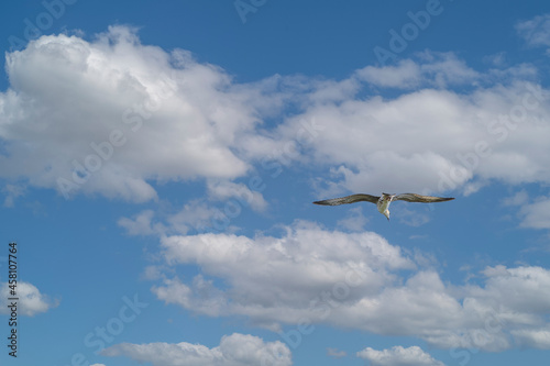 Seagull in flight against a cloudy sky  © MaksimM