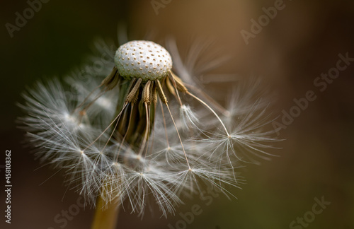 dandelion head