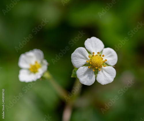 close up of flowers