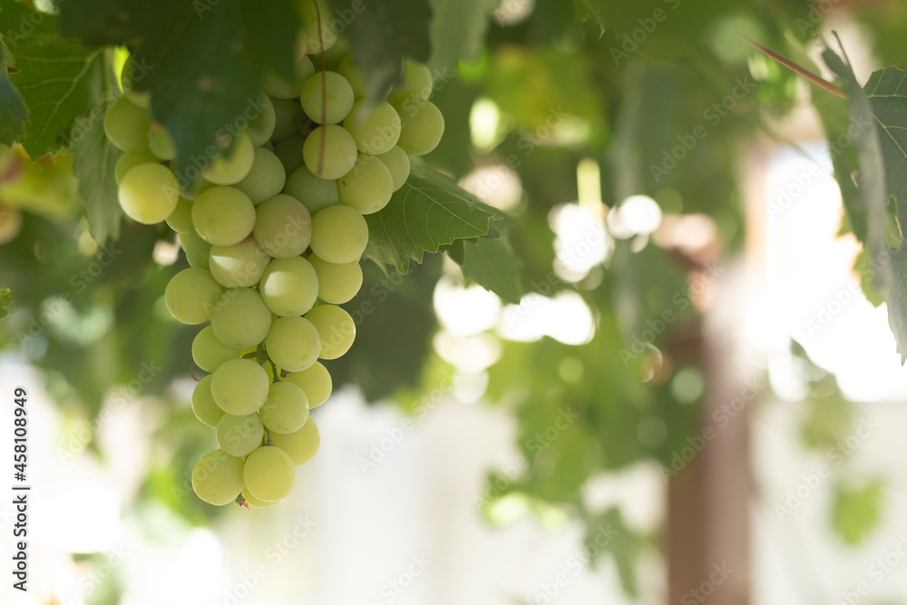 Green grapes macro photo, nice blurred background effect. Green grapes macro photo, nice blurred background effect.
