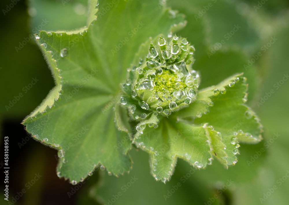 dew on a leaf