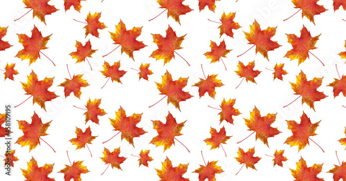 Pattern red maple leaf in autumn on a white background. Beautiful autumn background for your design.